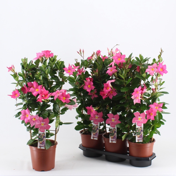 <h4>MANDE SUMMERST EA EY</h4>