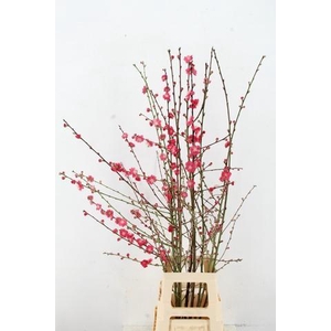 PRUNUS MELRED VERTAKT 120CM