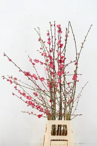 <h4>PRUNUS MELRED VERTAKT 120CM</h4>