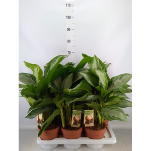 Aglaonema  'Silver Bay'