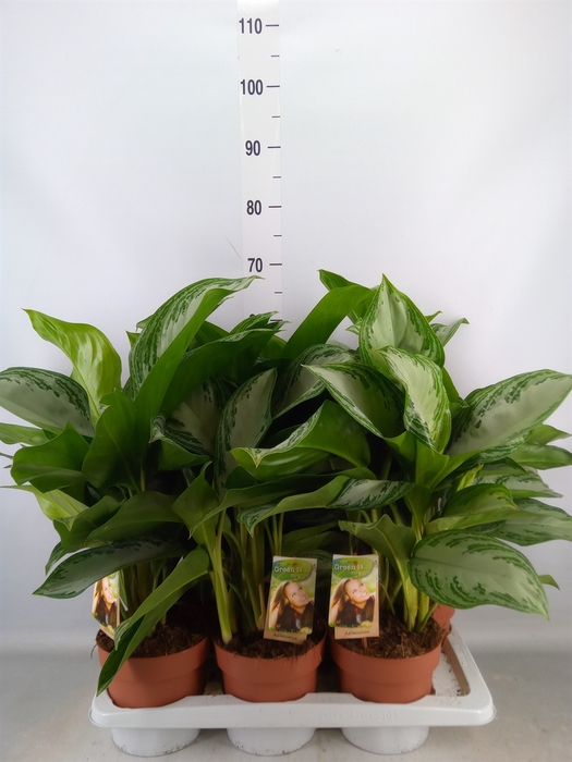 <h4>Aglaonema  'Silver Bay'</h4>