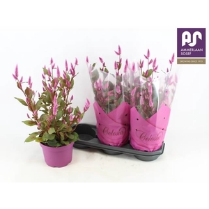 CEL WILD PINK