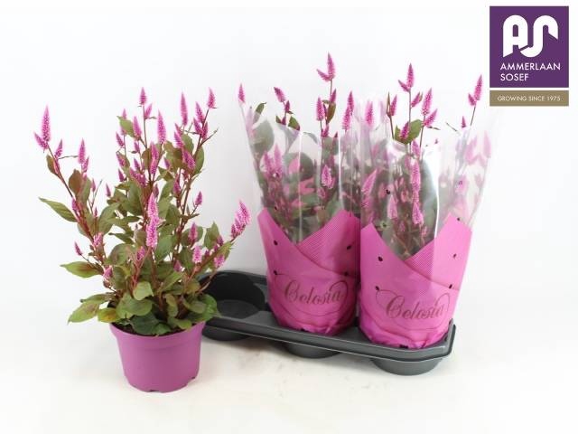 <h4>CEL WILD PINK</h4>