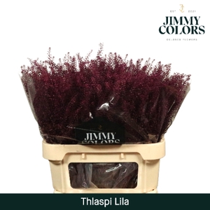 Thlaspi Gekleurd Lila