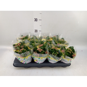 Kalanchoe blos. 'Calandiva Zeta'
