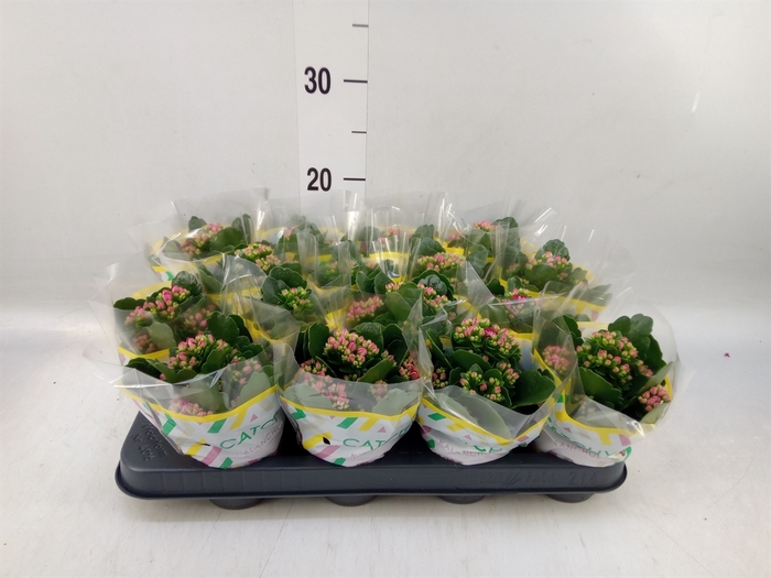 <h4>Kalanchoe blos. 'Calandiva Zeta'</h4>