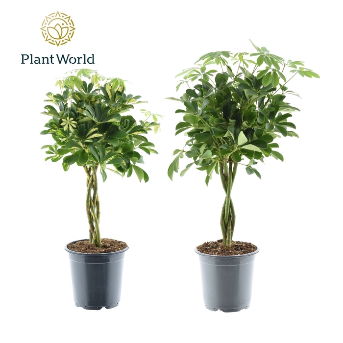 <h4>Schefflera</h4>