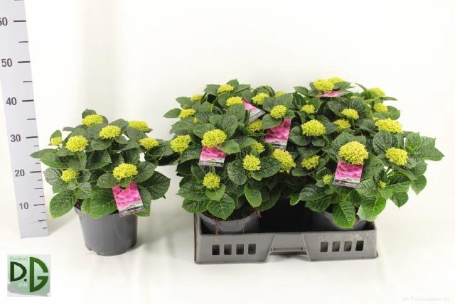 <h4>HYDR M ANDA</h4>