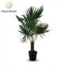 <h4>/ Eagle palm *2022*</h4>
