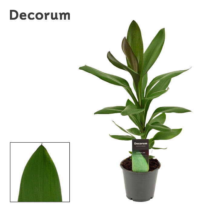 <h4>Cordyline Glauca 12 cm ( Decorum)</h4>