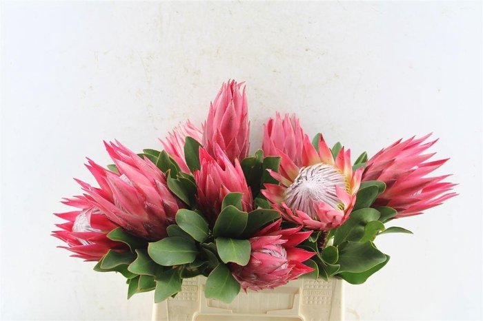 <h4>PROTEA CY MADIBA</h4>