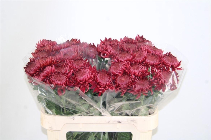 <h4>Chr G Bigoudi Red</h4>
