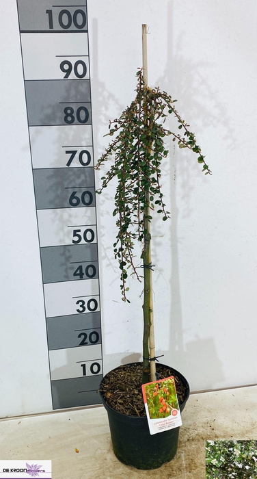 arr8 Coton S Coral Beauty