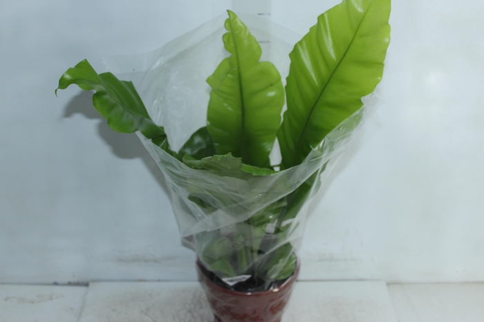 <h4>ASPLENIUM NIDUS P20</h4>