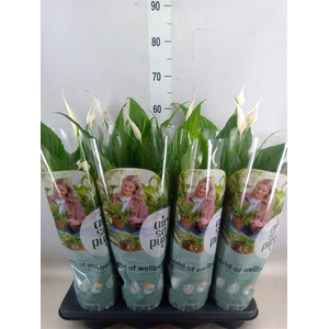 Spathiphyllum  'Sweet Chico'