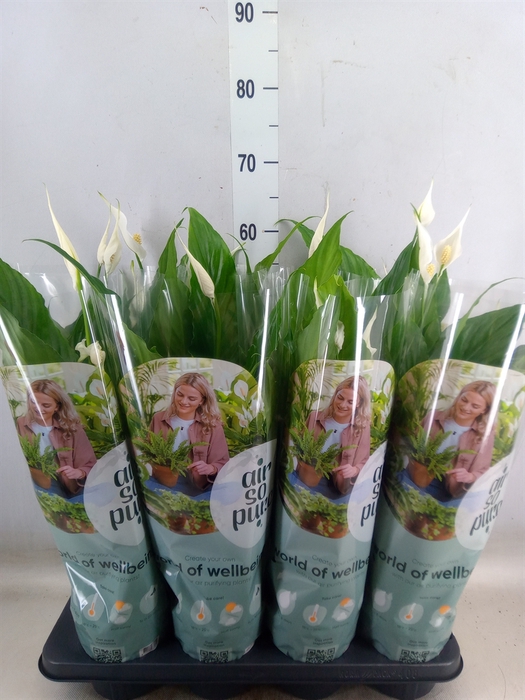 <h4>Spathiphyllum  'Sweet Chico'</h4>