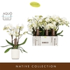 Phal Bambuso Inyo Aquo White