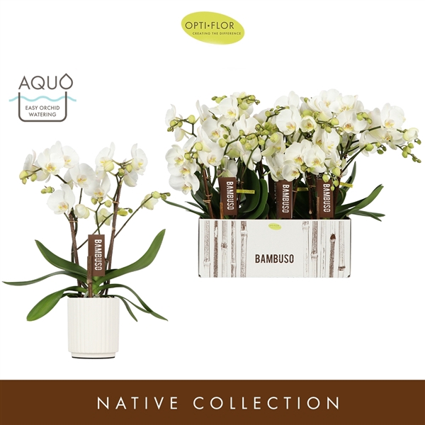 <h4>Phal Bambuso Inyo Aquo White</h4>