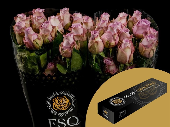 <h4>R GR Mignon Box</h4>