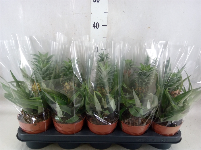 <h4>Ananas   ...mix</h4>
