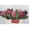 Protea Barbigera