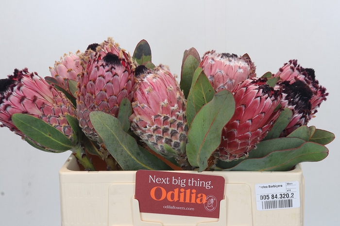 Protea Barbigera
