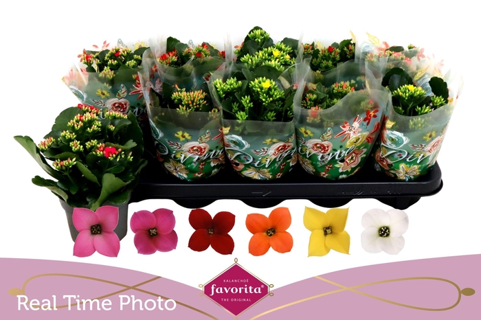 <h4>KAL EN GEM 6 KL</h4>