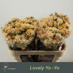 R TR LOVELY YO-YO