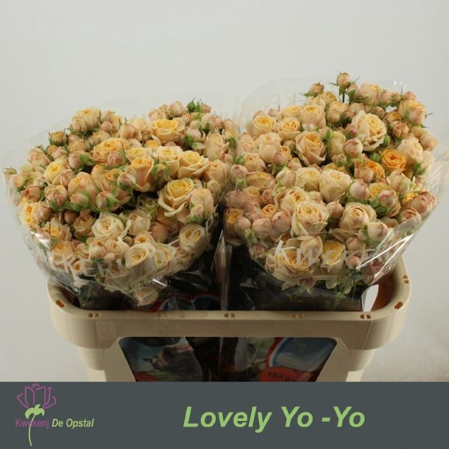 <h4>R TR LOVELY YO-YO</h4>