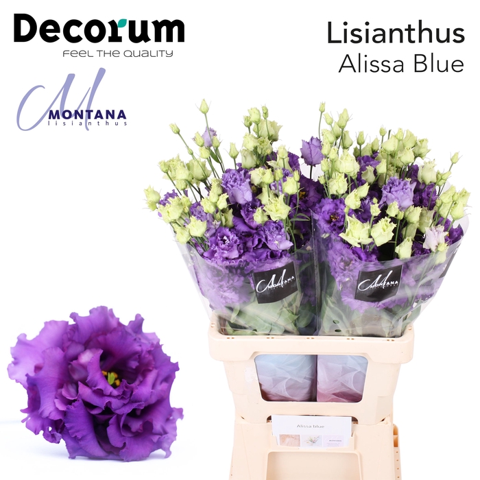 Lisianthus Alissa blue 70cm
