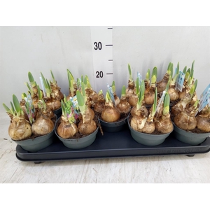 Narcissus TR 'Attraction'