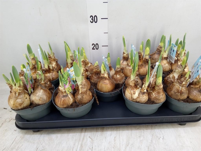 <h4>Narcissus TR 'Attraction'</h4>