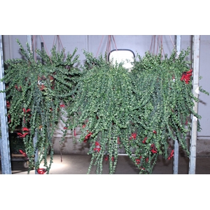 COLUMNEA TWISTER C21