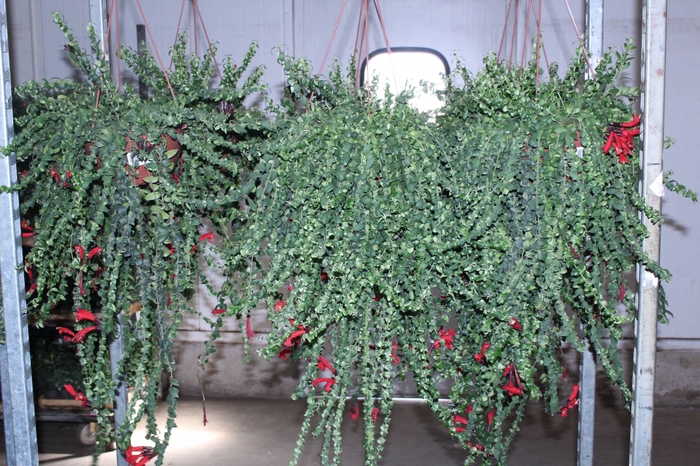 COLUMNEA TWISTER C21