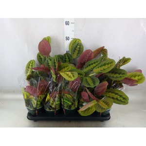 Maranta leuc. 'Fascinator'