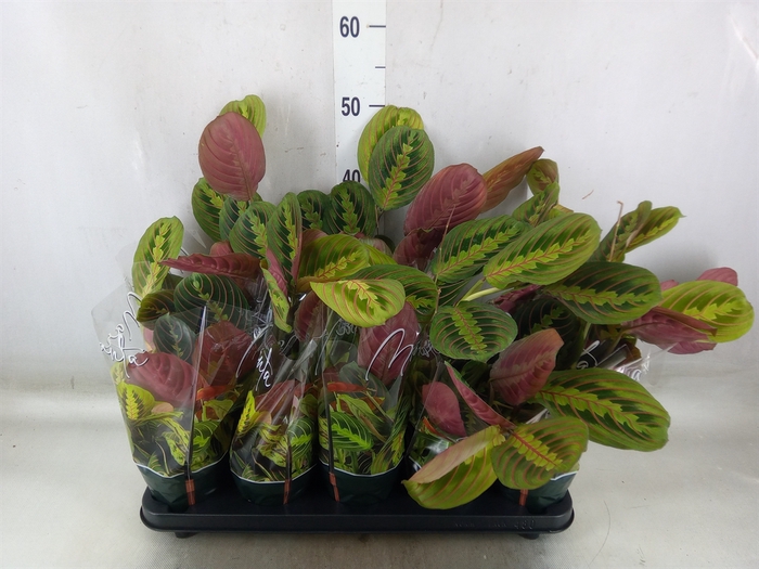 <h4>Maranta leuc. 'Fascinator'</h4>