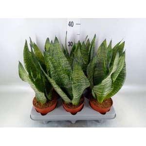 Sansevieria zeylanica