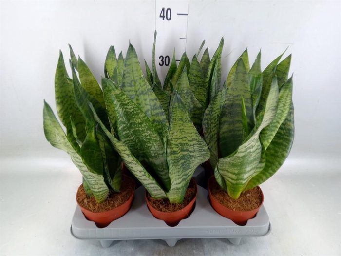 <h4>Sansevieria zeylanica</h4>