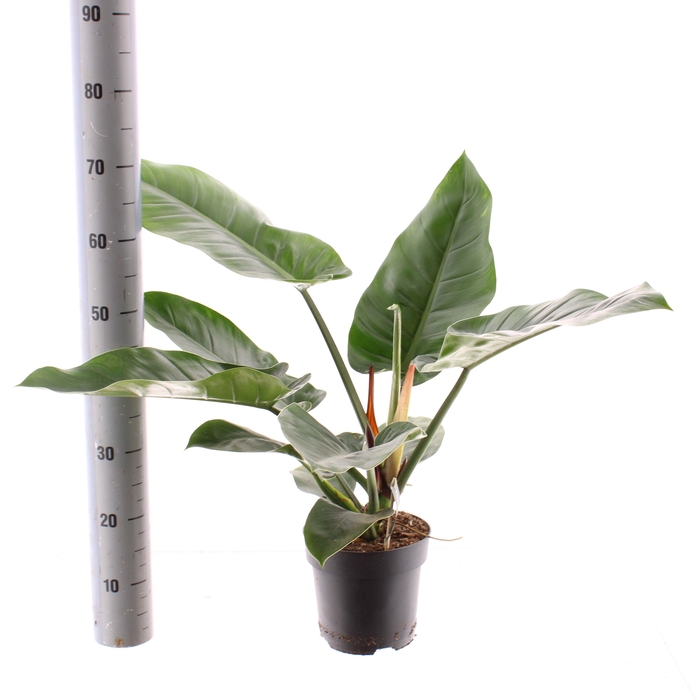 <h4>PHIL OVERIG</h4>