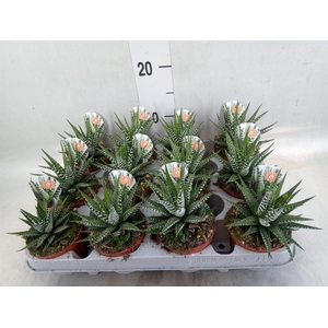 Haworthia fasciata 'Big Band'
