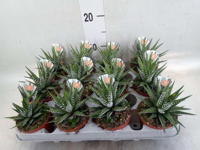 <h4>Haworthia fasciata 'Big Band'</h4>
