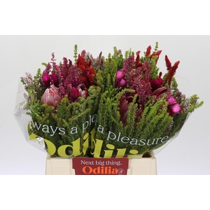 BQ Protea Hybride Carroussel Tinted