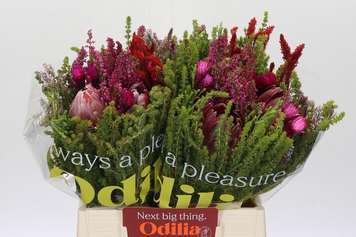 <h4>BQ Protea Hybride Carroussel Tinted</h4>