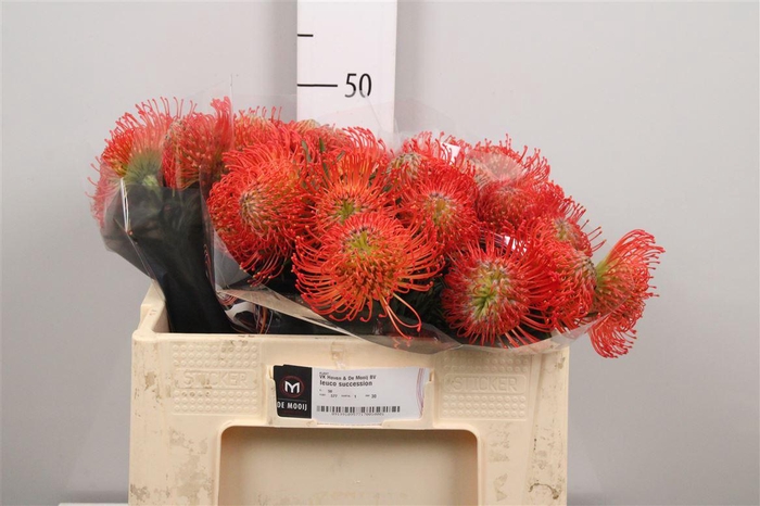 <h4>Leuco Succession</h4>