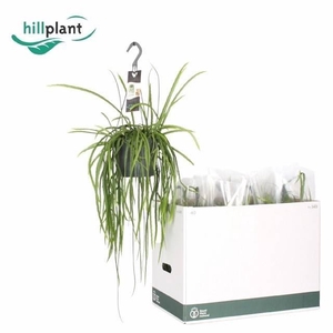 LEPISMIUM BOLIVIANUM P17