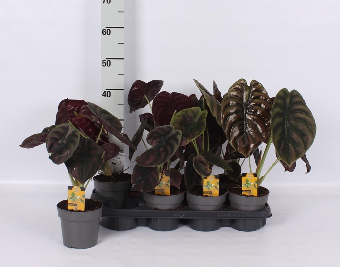 <h4>ALOC CU RED SECRET</h4>