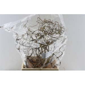 Corylus Av Contorta 50cm X15