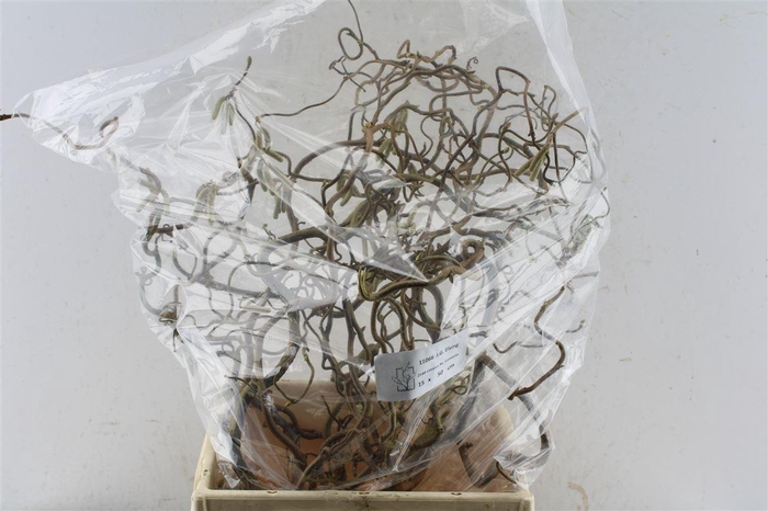 <h4>Corylus Av Contorta 50cm X15</h4>
