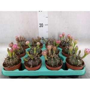 Gymnocalycium mihanov.   ...