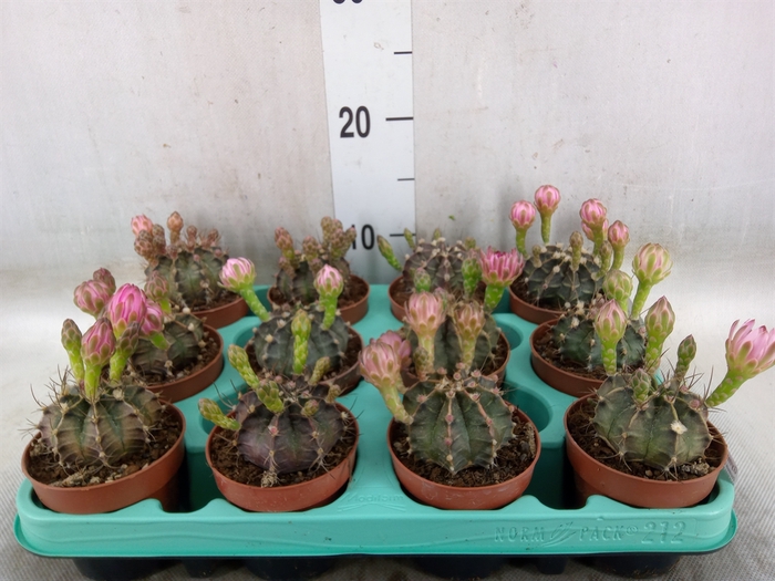 <h4>Gymnocalycium mihanov.   ...</h4>